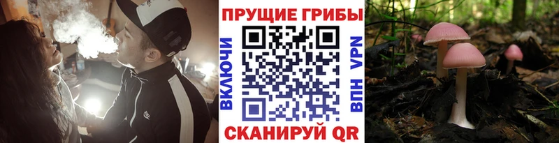 сколько стоит  Шахунья  Псилоцибиновые грибы мицелий 